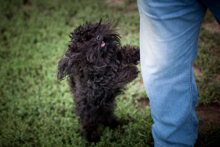 Small black curly dog breed Russian color lapdog asks for his owner's hands in the summer on the...