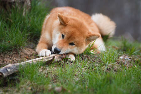 Red-haired dog, Japanese Shiba Inu breed, outdoors, on the grass gnaws a wooden stick