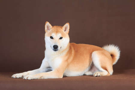 Beautiful red-haired dog of the Shiba Inu breed, lies beautifully on a brown background indoors in the studioの写真素材