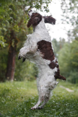 White-brown Springer Spaniel dog on the street jumps over the grass outdoors in summerの写真素材