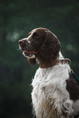 white and brown wet very beautiful springer spaniel dog outdoors on the grass in the summer in the rain outsideの写真素材