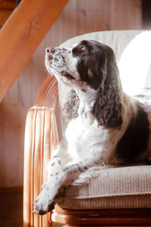 domestic dog Springer Spaniel in the sun on a chair at home in the countryの写真素材