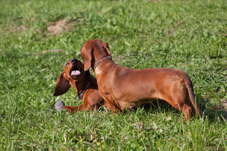 Two dogs of the Dachshund breed, of red color, play with each other and share the toy gray rat