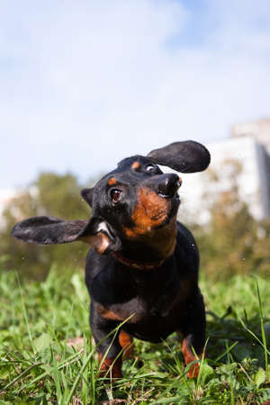 A black and tan dachshund dog twirls its ears like a propeller, brushing off waterの写真素材