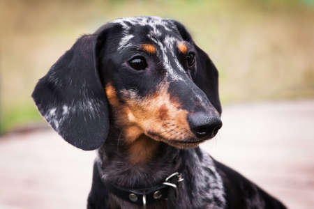Portrait of a Dachshund dog, marbled color, outdoorsの写真素材
