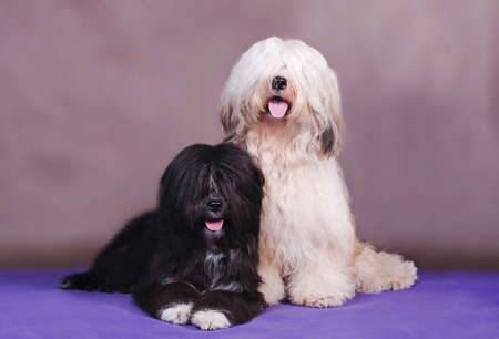 two long-haired beautiful dogs of the Tibetan Terrier breed, one light, the other dark, different,...