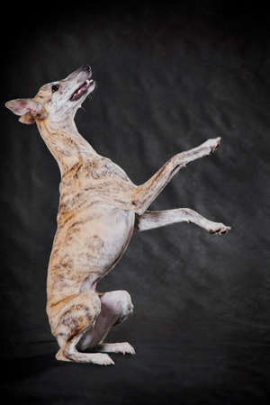 light-brindle very beautiful fawn dog of breed Whippet sits on hind legs with a columnの写真素材