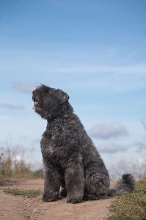 Gray-blue shaggy fluffy curly dog of the breed Flanders Bouvier breed is sitting on a hill against the blue skyの写真素材