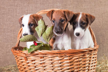 Three little puppy of breed smooth-haired fox-terrier of white color with red spots sits in a basket on burlap and hay with a branch of viburnum with berriesの写真素材