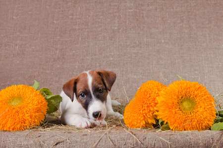A small puppy of breed, a smooth-haired fox-terrier of white color with red spots, is lying indoors on a sacking covered with hay, and next to it are large yellow flowersの写真素材