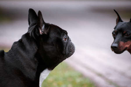 Meeting on a walk and conversation of a French Bulldog with a miniature pinscher