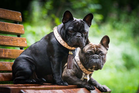 Two dogs French bulldogs, brindle and black, sitting on a bench, outdoors, in summer, in the rain
