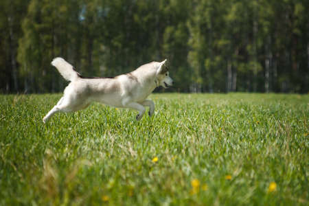 Gray dog of breed Siberian Husky in a jump flies over the field in summer outdoors