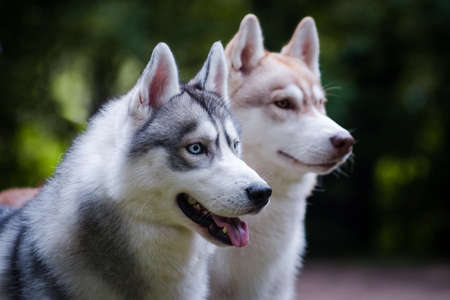 Double portrait of a gray and red fluffy dog of the Siberian Husky breed in summer in a park...