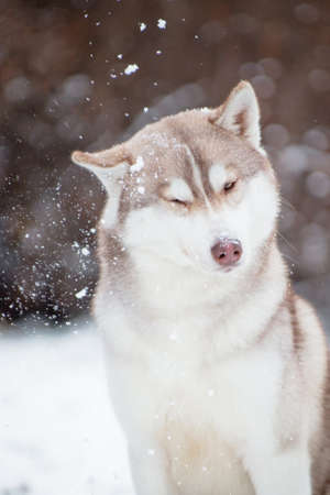 The red-white color dog of the Siberian Husky breed shakes off snow in the winter on snow outdoors