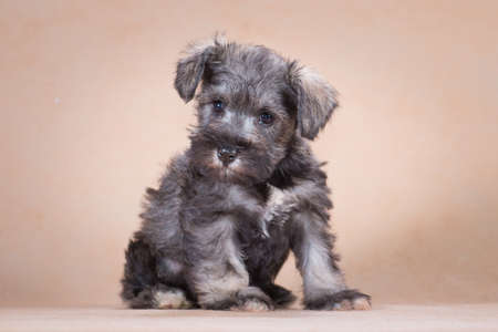 puppy of the breed miniature schnauzer background.
