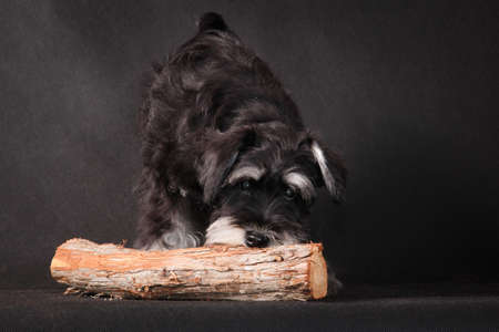 Black and gray color miniature schnauzer dog breed in a room in a photo studio on a black background plays with juniper logの写真素材