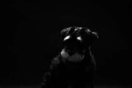 Portrait of a young black and gray color miniature schnauzer dog breed indoors in a photo studio on a black background in the dark. Portrait with eyebrows. Black and white photoの写真素材