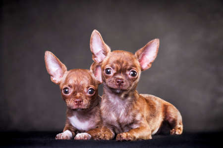 Two red-brown tiger color small dog Chihuahua lying in the room on a black background in the studioの写真素材