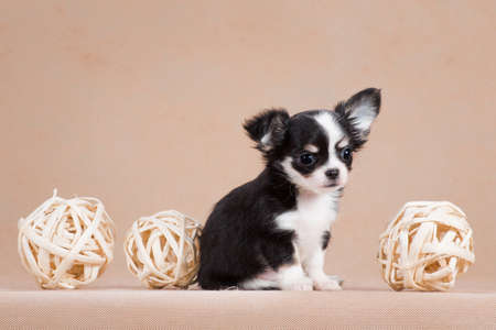 Little cute puppy of a Chihuahua breed dog, black and white, fluffy, sitting next to three light wicker balls in the studio on a beige backgroundの写真素材