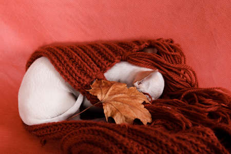 Gray-white little puppy of Chihuahua breed sleeps in a red knitted scarf on a red background, with autumn maple leafの写真素材