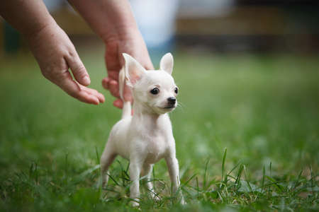 A small white puppy of Chihuahua breed was lowered from large human hands on a green grass for a walkの写真素材