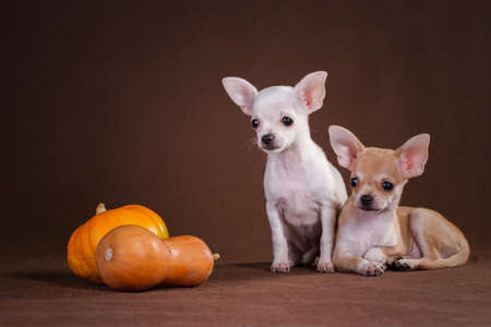Two white and yellow fawn small chihuahua dogs, on a brown background, and two pumpkins lie nearbyの写真素材