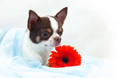 Chocolate-white adult male Chihuahua breed, small size, lies next to a red gerbera flower on a white background in a studio indoors in a blue shawlの写真素材