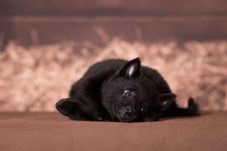 Little black fluffy puppy of shepherd Belgian shepherds breed, plays and rolls, on a brown rustic backgroundの写真素材
