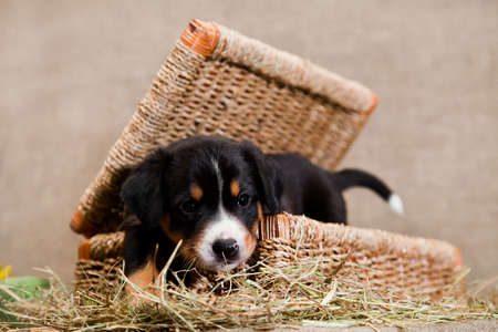 Entlebucher Mountain Dog background.の写真素材