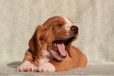 Photo of a white and red basset hound puppy indoors, yawning