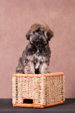 Red-and-black intelligent serious puppy sitting on a rectangular wicker basket, indoors, on a black-brown backgroundの写真素材