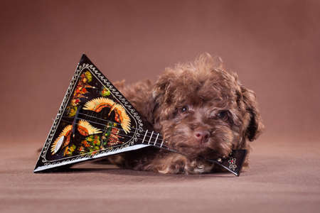 A small brown puppy of the Russian colored lapdog breed with a balalaika on a brown backgroundの写真素材