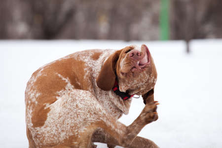Funny brown spotted hunting dog of italian bracque breed sitting in the winter and scratching its...