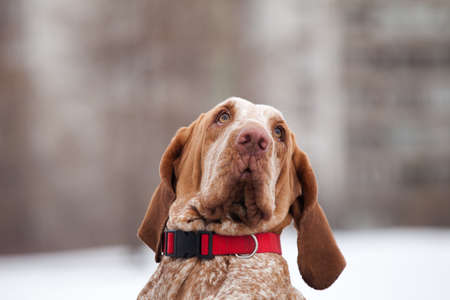 Portrait of a red-haired funny dog of italian bracque breed in winter outdoors upside down nose