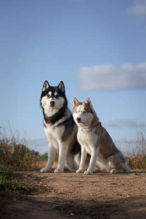 Fleecy couple of siberian husky breed dogs sitting on the ground on a hill in good summer weatherの写真素材