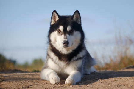 Portrait of a laying fleecy gray and white dog of siberian husky breed outdoors in his best looking...
