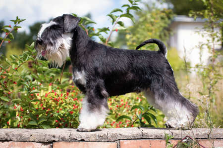 Miniature schnauzer breed dog standing on a brick wall near red berries in summer on a sunny dayの写真素材