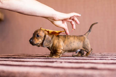 Female hand laying autumn lorange leaf on red tan black brindle dachshund puppy on a striped table indoorsの写真素材