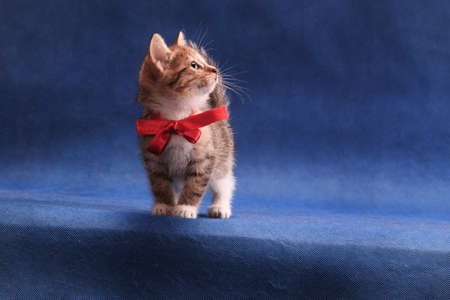 Striped red kitten with white breast in red bow on blue background standing on blue background in studio indoorsの写真素材