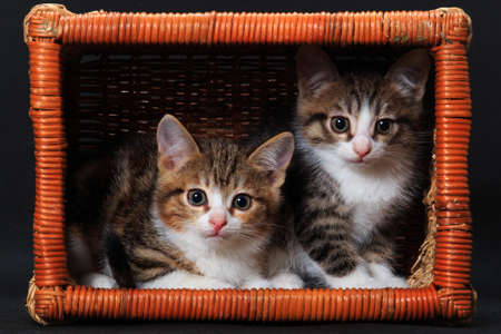 Two striped gray red white-breasted kittens beautifully sitting and posing in rectangular basket on...