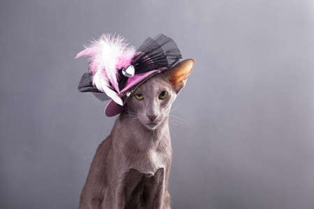 Horizontal photo of a beautiful elegant oriental cat on a gray background indoor in the studio...