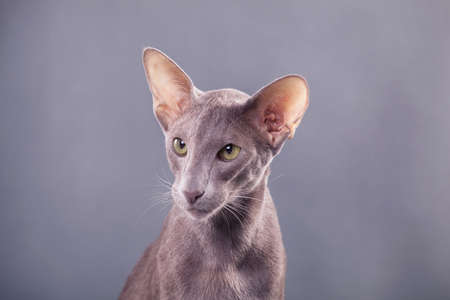 Horizontal photo, close-up portrait of a beautiful elegant oriental cat on a gray background indoors...