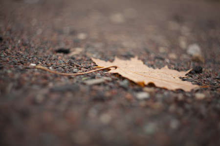 Autumn leaf laying flat in focus on narrow gravel plane between blurred pebbles in small depth of field outdoorsの写真素材