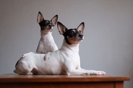 Two American toy-fox terriers of white-red-black color, portrait on a gray background indoors on a red wooden tableの写真素材