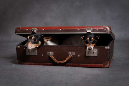 Two small breed American dog that fox terrier hides in a brown suitcase, on a gray background...