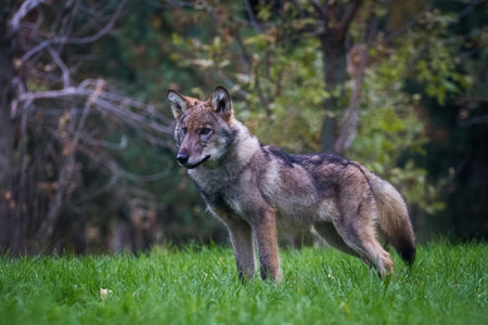 Horizontal portrait of a gray hairy young standing wolf cub on green grass in summer nature outdoors
