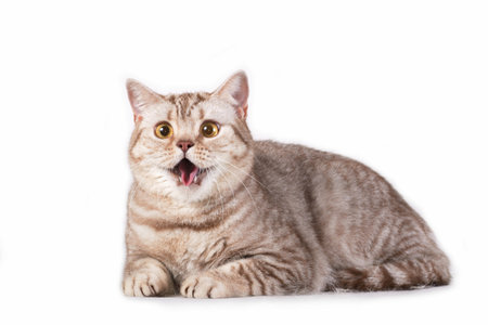 Horisontal photo of gray gray tabby striped fluffy cute adorable young british cat meowing making voice soundsの写真素材