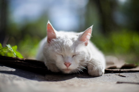 White shorthair domestic relaxed cat sleeping and resting on the ground in summer day sunlight outdoors with green grass in background, horizontal photoの写真素材