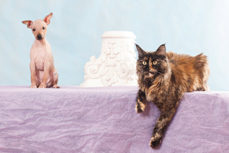 Tortoiseshell tortie cat breed maine coon and puppy dog breed American hairless terrier indoors in the studioの写真素材